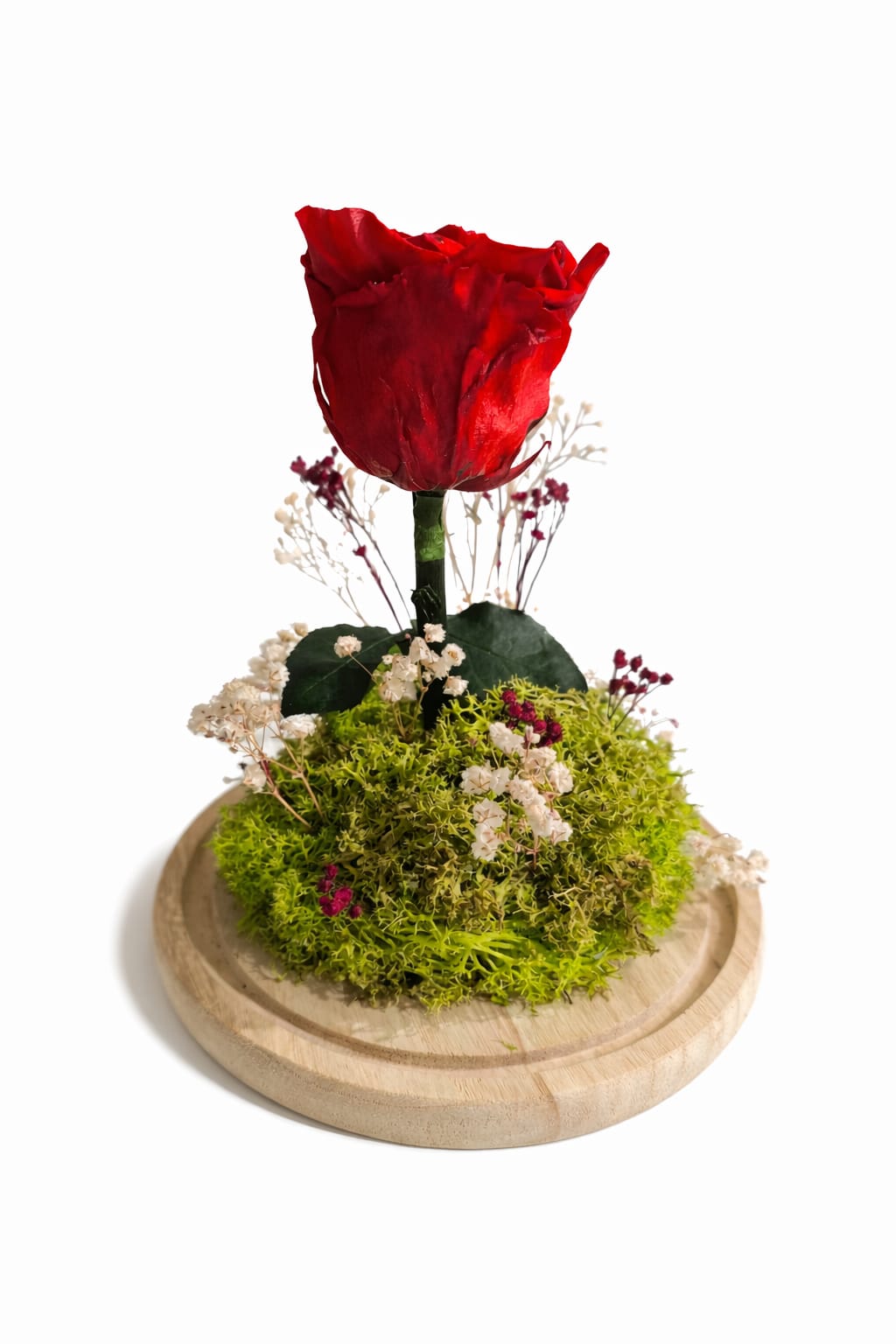Rosa roja preservada en cúpula de cristal decorativa