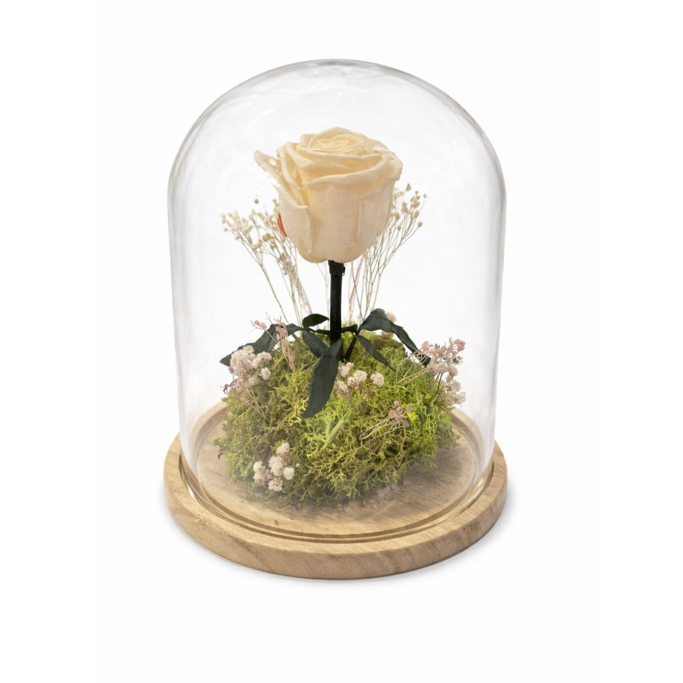 Rosa eterna blanca en cúpula de cristal con base de madera – regalo elegante y duradero“