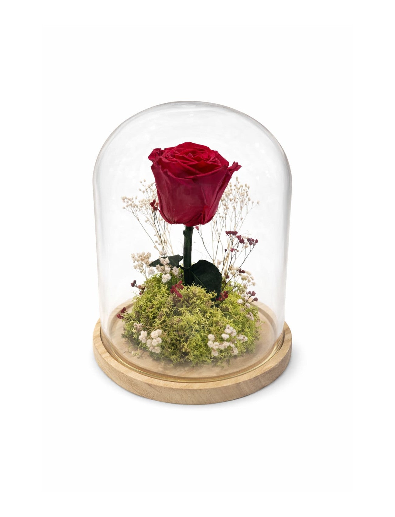 Rosa roja preservada en cúpula de cristal decorativa